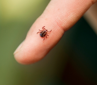 tick ticks deer maryland chelicerata closer look subphylum goodhousekeeping