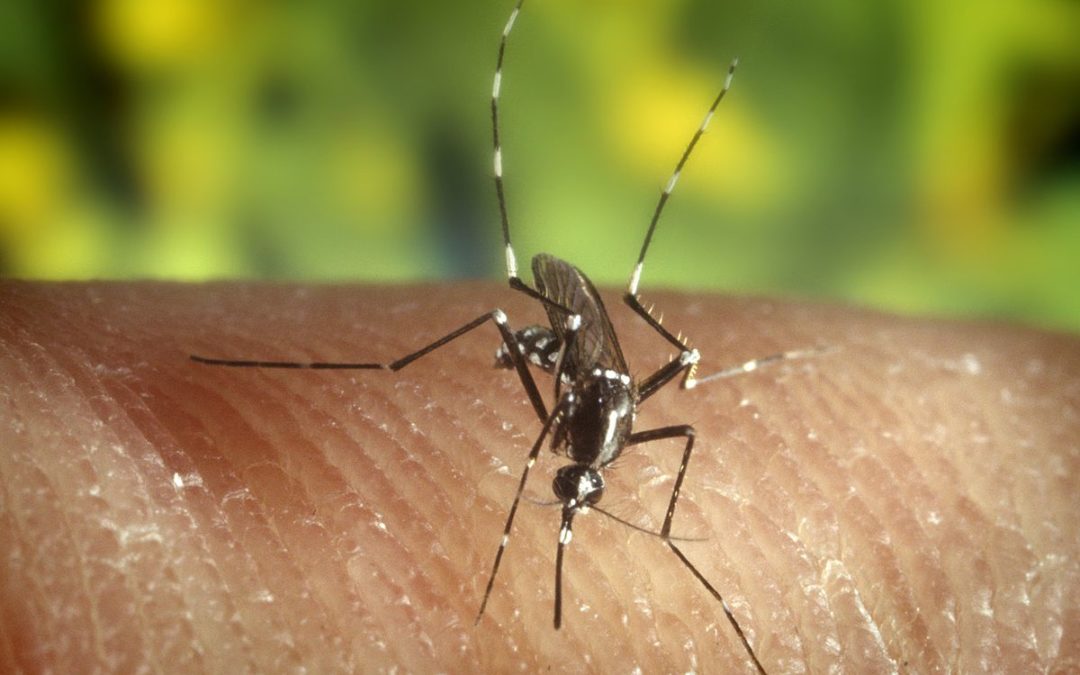 How To Protect Yourself From The Mosquito-Borne Zika Virus