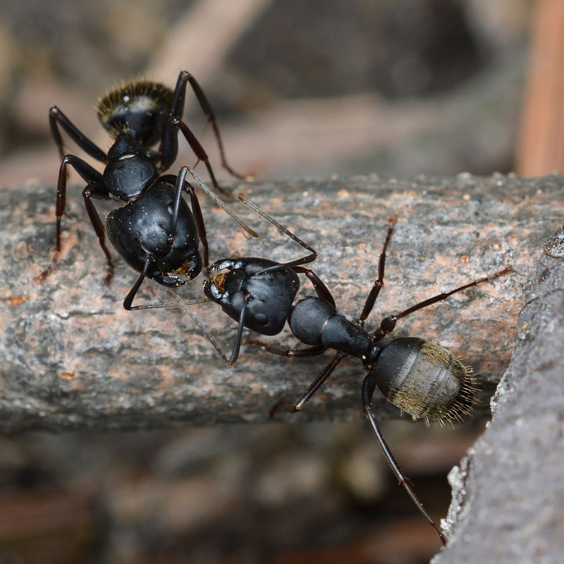 The 3 Most Common Types of Ants in Washington DC, Virginia, and Maryland