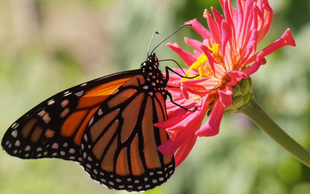 Are Butterflies Just Beautiful? - Eco Care Pest Management