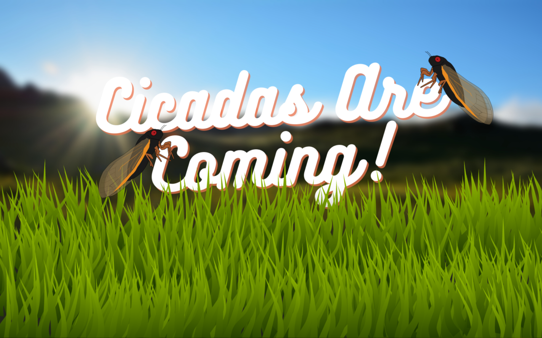 Cicadas Are Coming