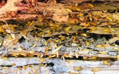 4 Signs You Have a Termite Infestation