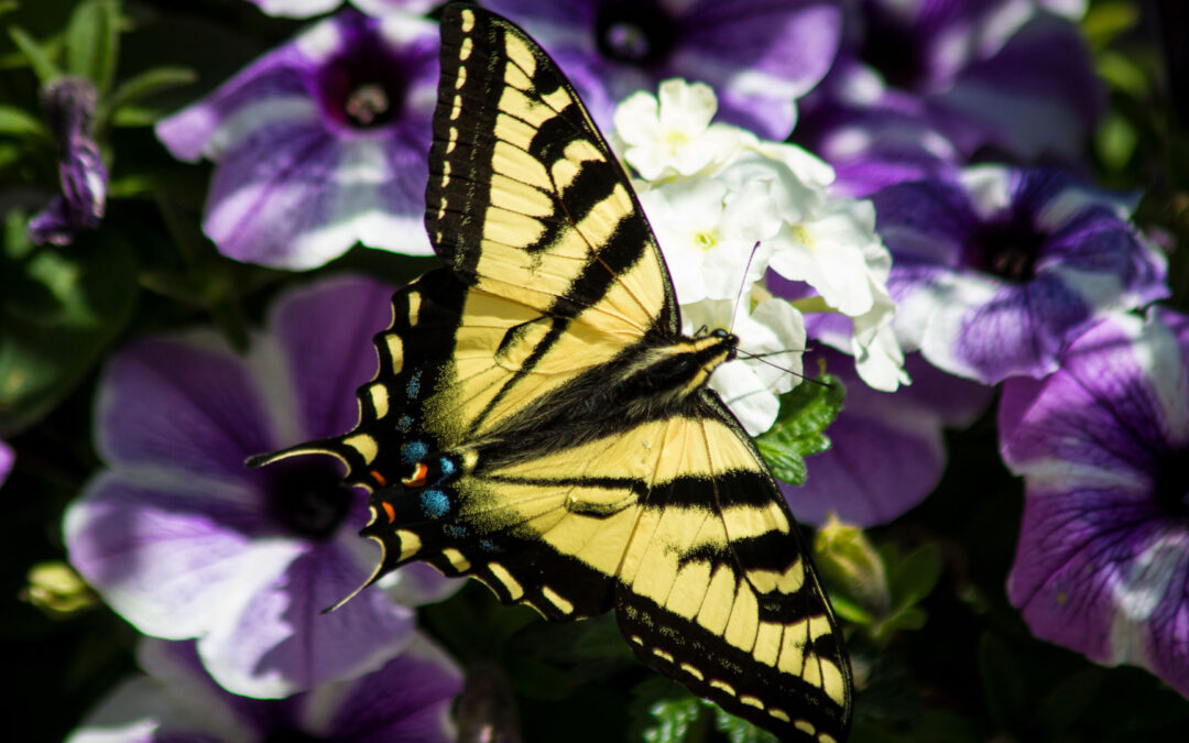 How to Build a Butterfly Garden