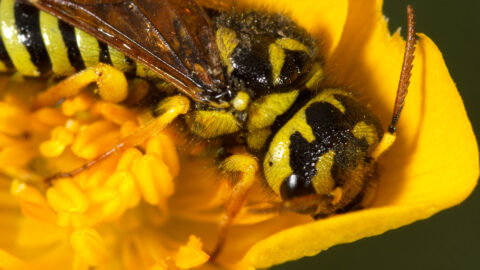 How to Protect Yourself from Stinging Pests this Summer - Eco Care Pest