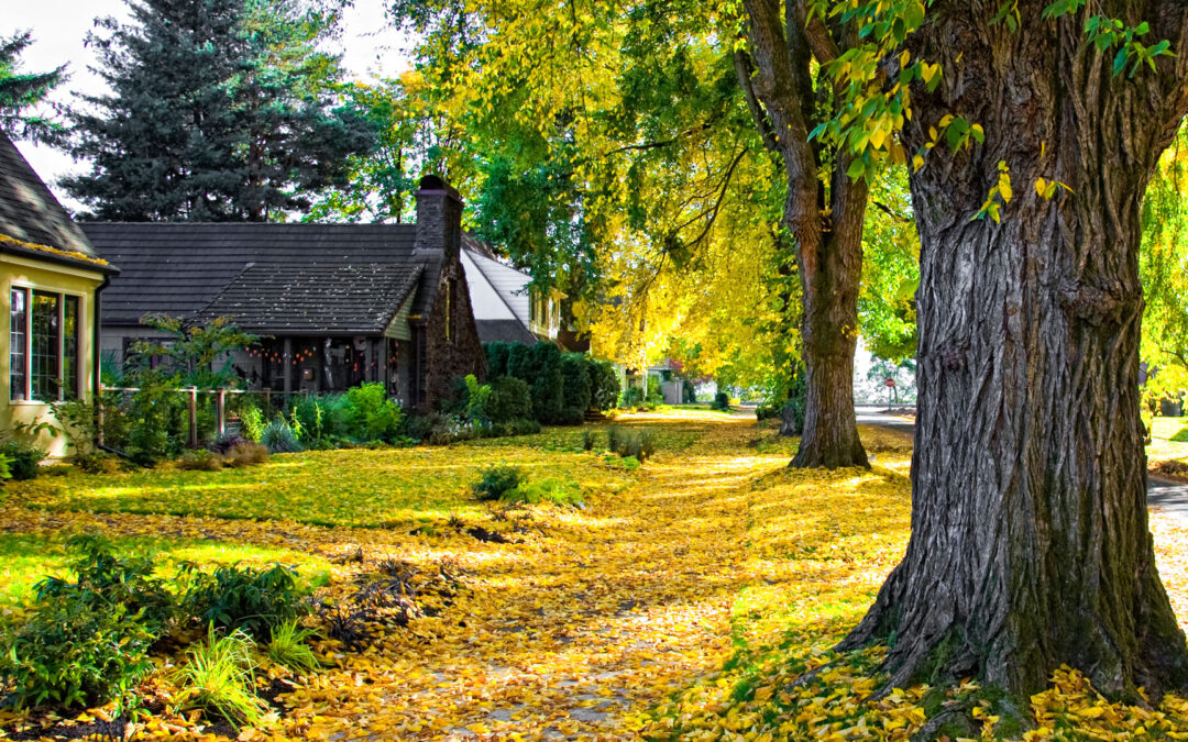 Stop Stinkbugs From Invading Your Home This Fall