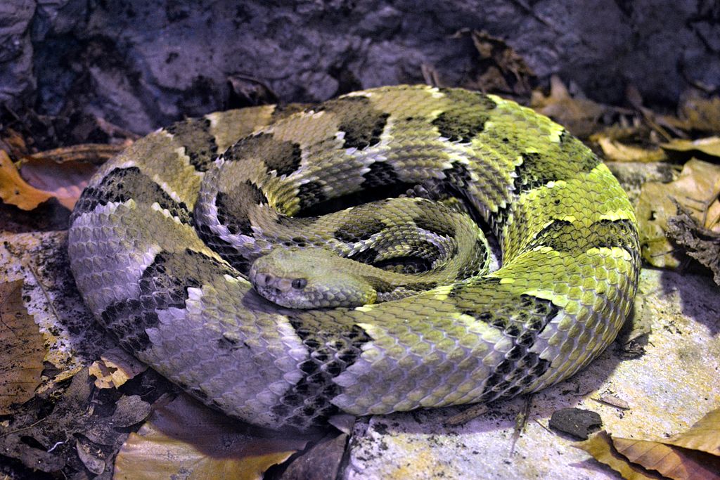 1024px-Timber_Rattlesnake_(9064334074)