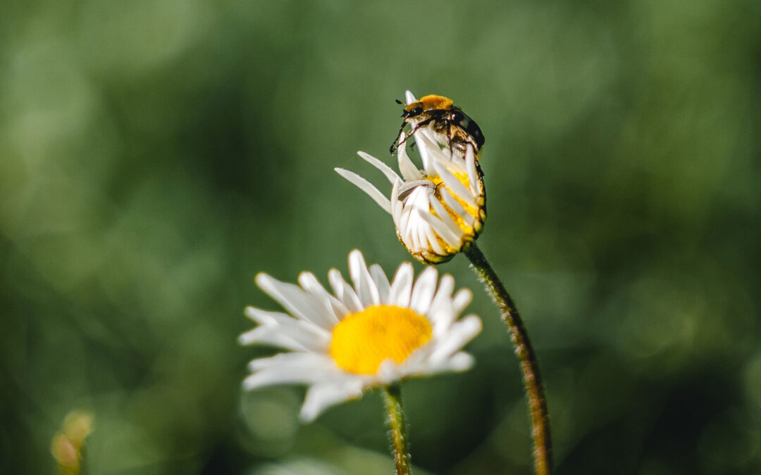 Weird Questions (And Answers) About Insects