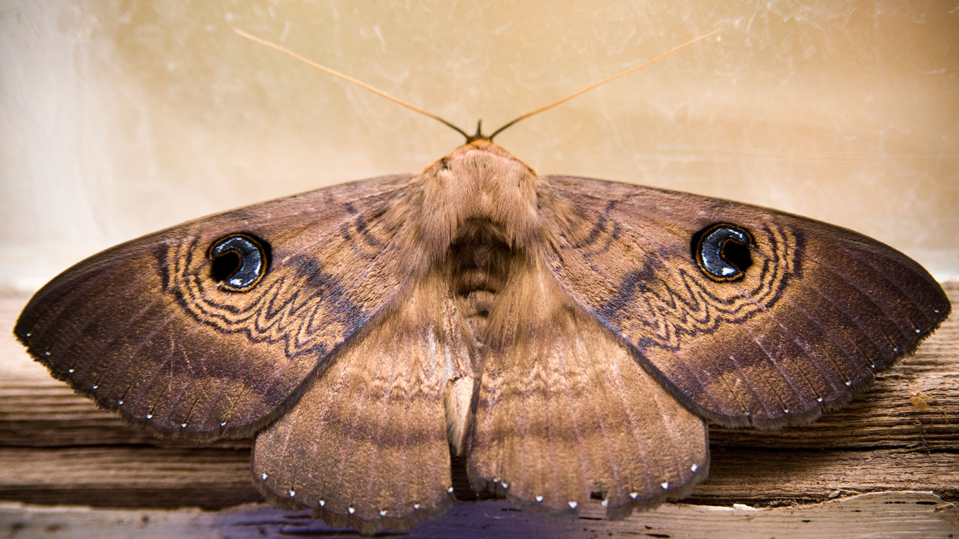 How to get rid of moths in wardrobes, carpets and pantries