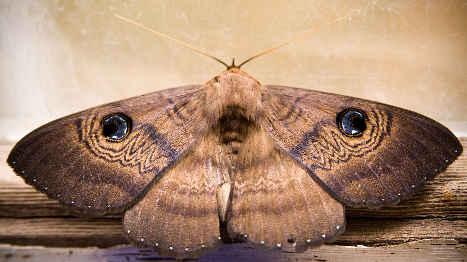 How to Manage a Moth Infestation Eco Care Pest Management
