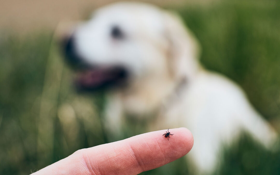 Bite Back: Your Comprehensive Guide to Tick Prevention this May