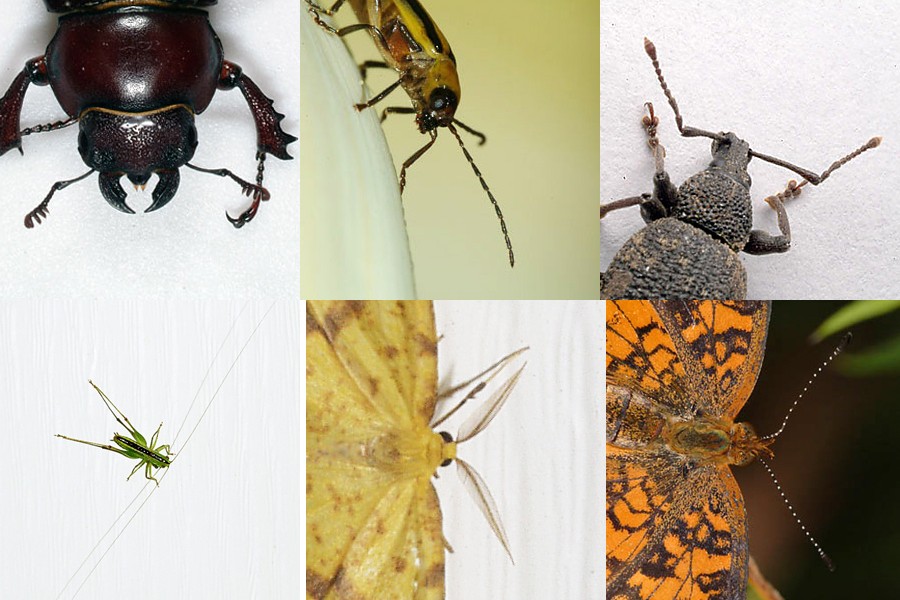 Antennae Comparison