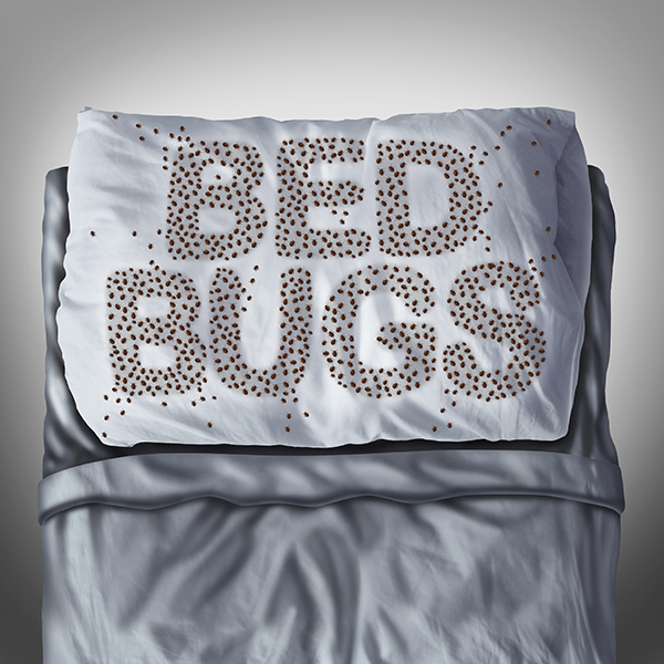 Bed Bugs