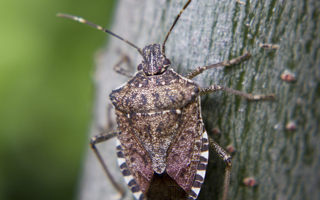 How To Stop A Stink Bug Invasion In Its Tracks