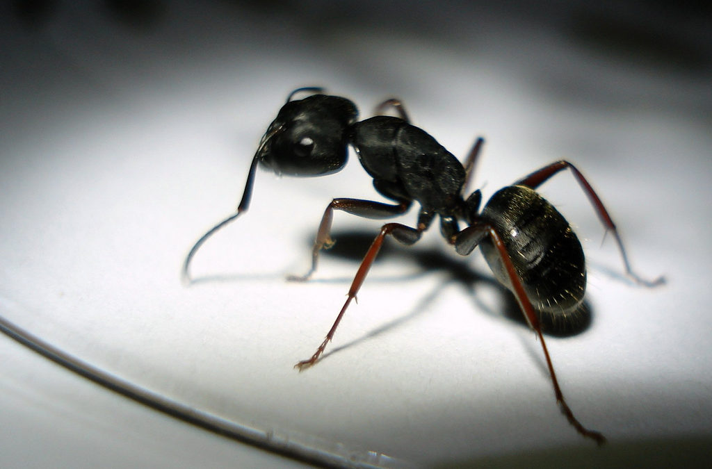 CARPENTER ANTS are NESTERS!