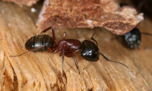 Carpenter Ant2