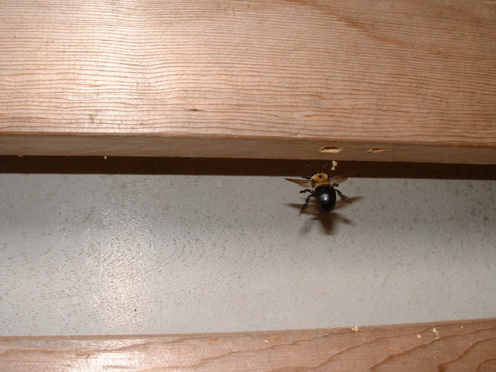 Carpenter Bee Image2