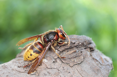 European Hornet