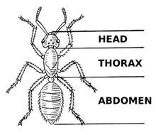 Head Thorax Abdomen