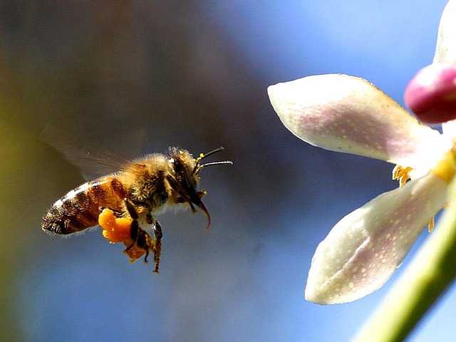 Honeybees