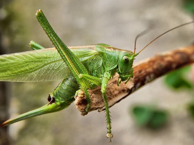 How Insects Use Their Senses to Evade