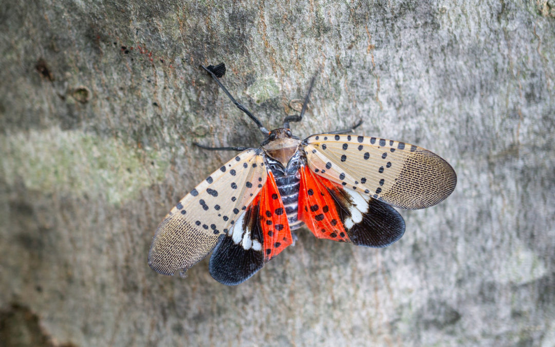 Look Out, The Lanternflies Are Coming!