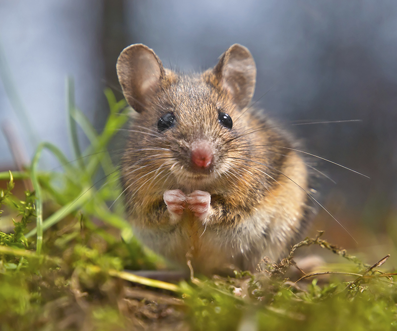 Cute Wood mouse sitting on its hind legs