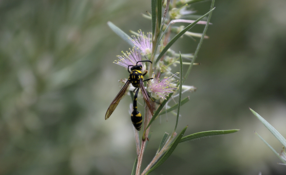 Solitary Wasps