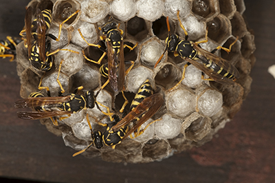 Macro of working bee on honeycells.