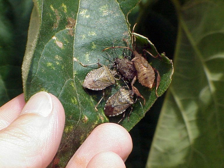 Invasive Species in Maryland