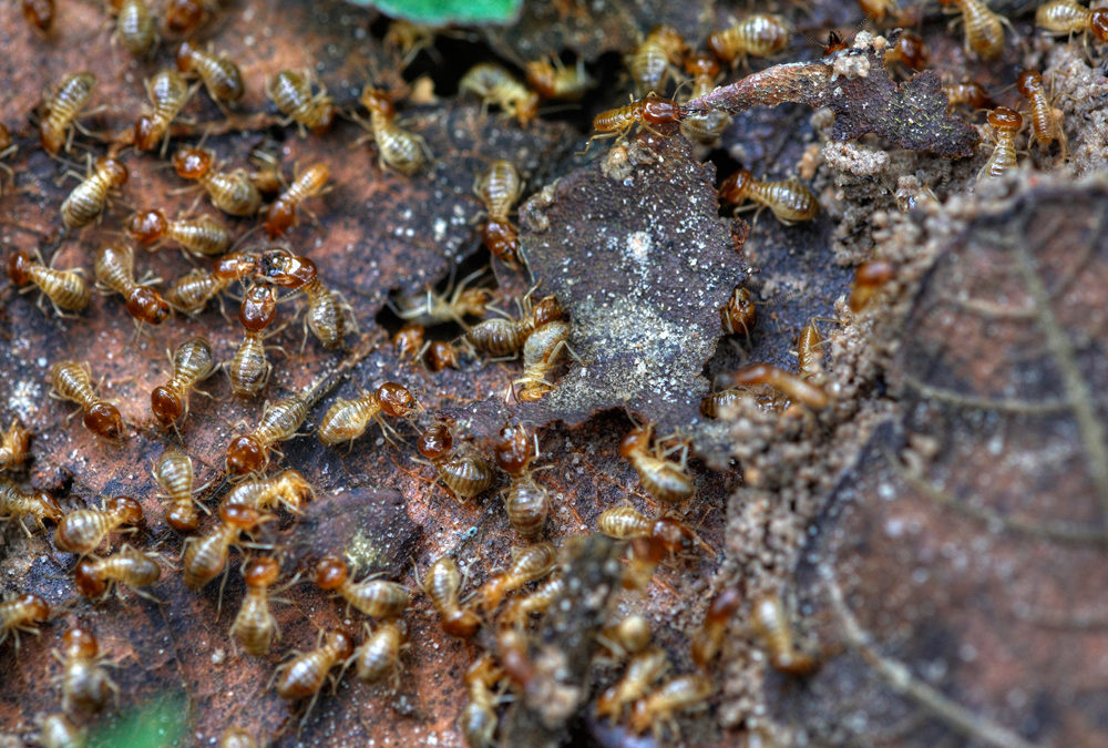 Wood is a Tasty Snack for a Termite