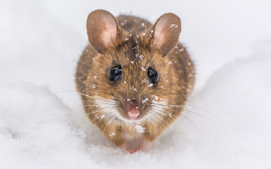 How to Protect Your Home from Mice