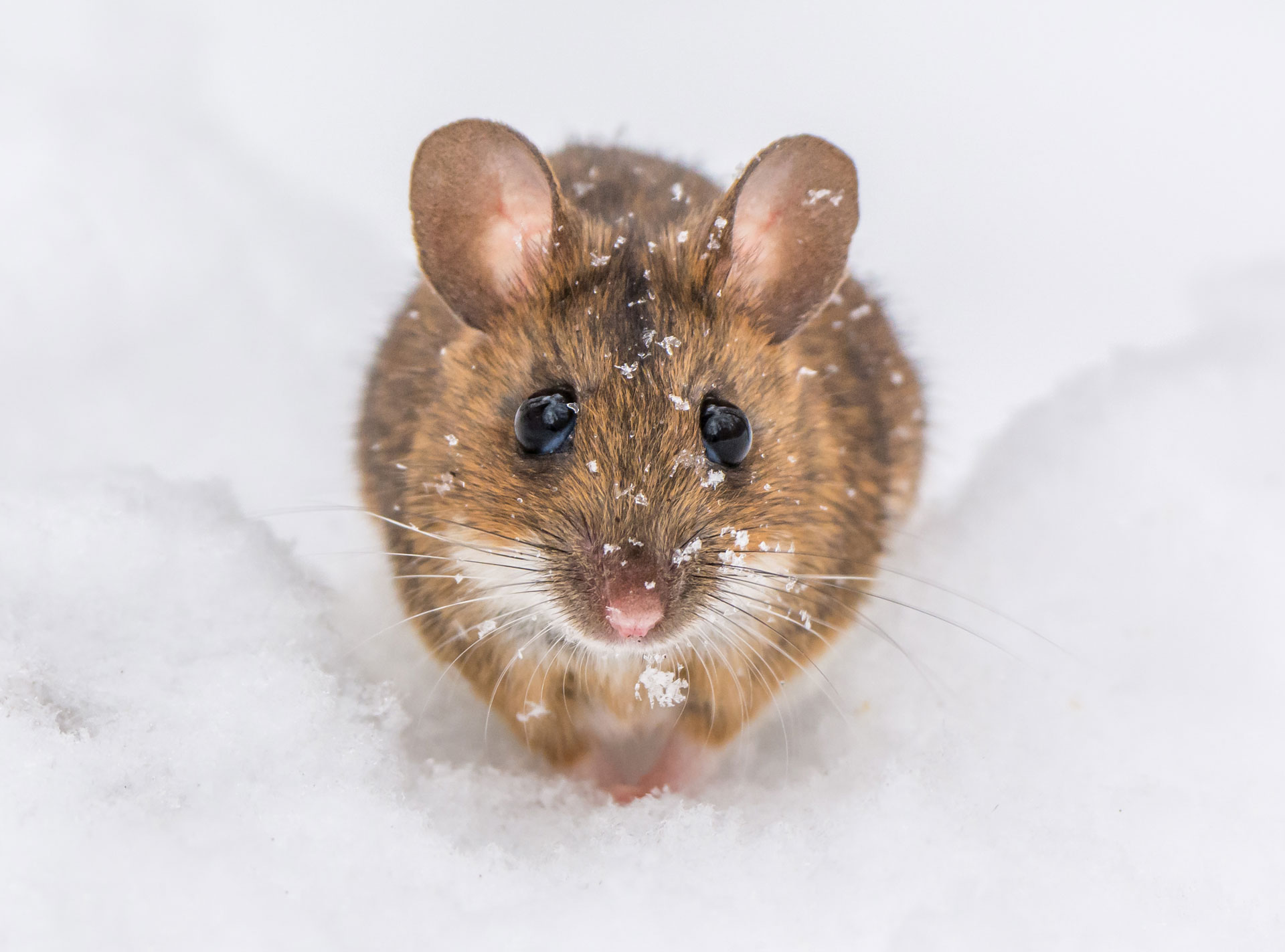 How to Protect Your Home from Mice Eco Care Pest Management