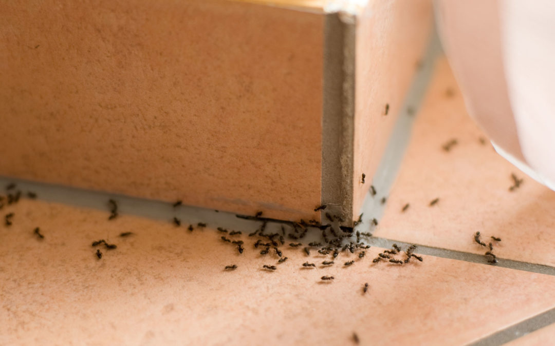 The Invasion of the Odorous House Ants