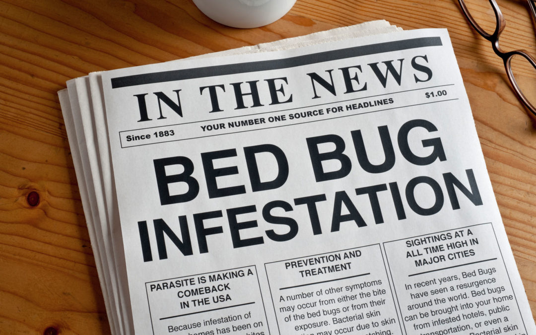 Bed bugs in my bed