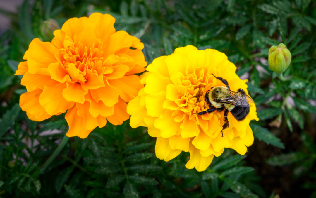 Bumble Bee on Marigold