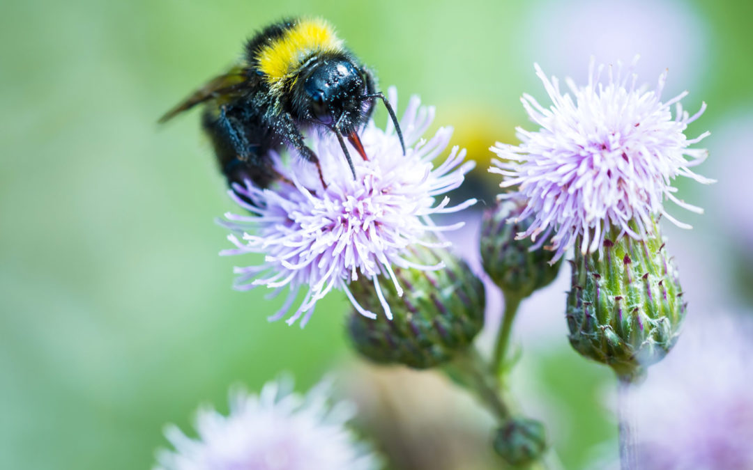 When Stinging Pests Are Actually Helpful