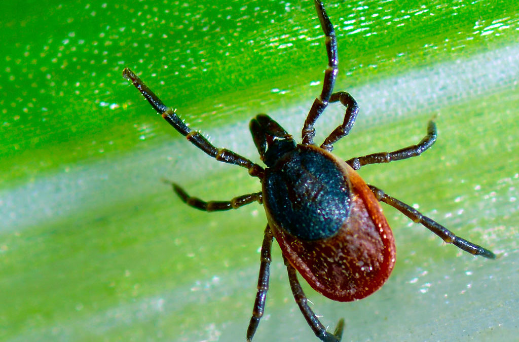 Ticked Off About Lyme Disease