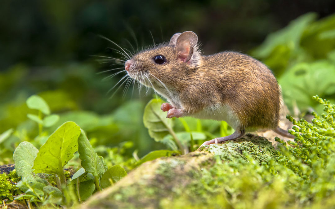 Field Mice: The Unwanted House Guests