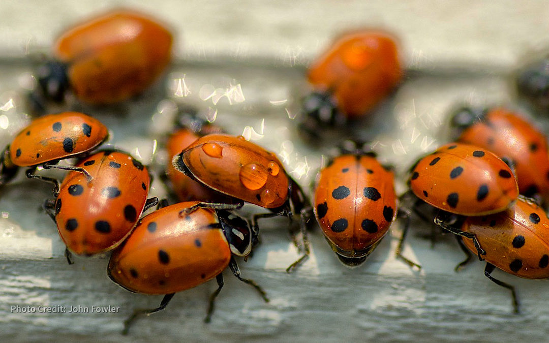 How To Get Rid Of A Ladybug Infestation Eco Care Pest Management