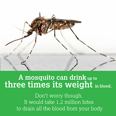 mosquito fact