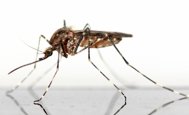 Extreme Winter Weather Means Mosquitos are on the Rise this Spring/Summer