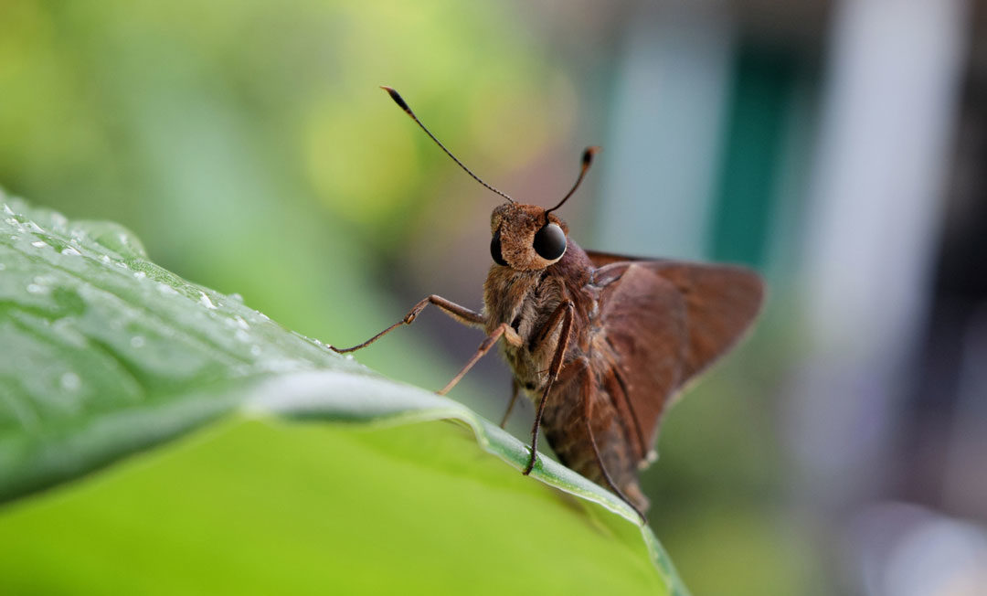 Avoid A Moth Invasion