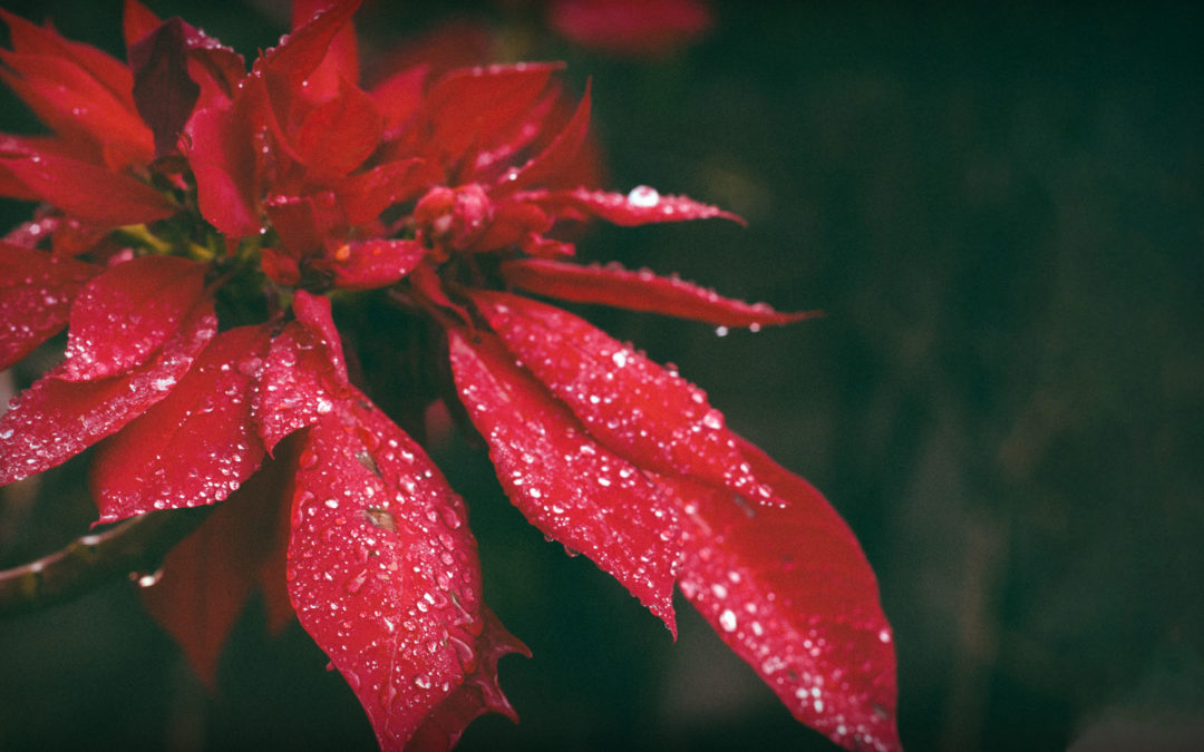 With Holiday Plants Also Comes Holiday Bug Infestations