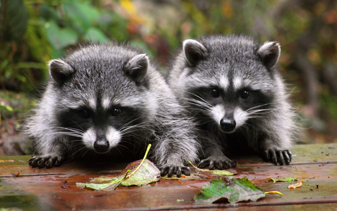 How To Avoid A Raccoon Invasion, And What To Do If You Have One