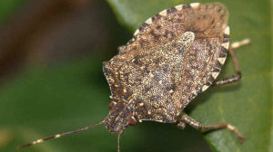 stink-bug gross