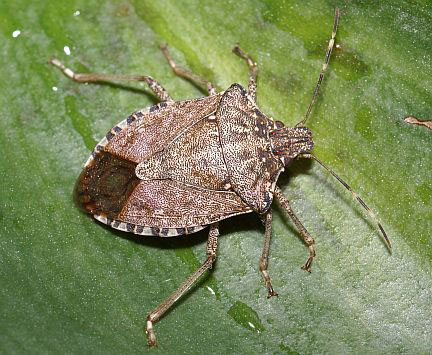 The Brown Marmorated Stink Bug is BACK!