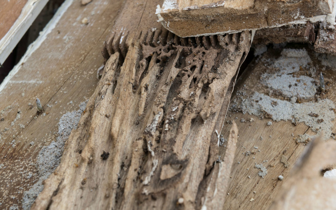 Avoiding A Termite Infestation In Your Home