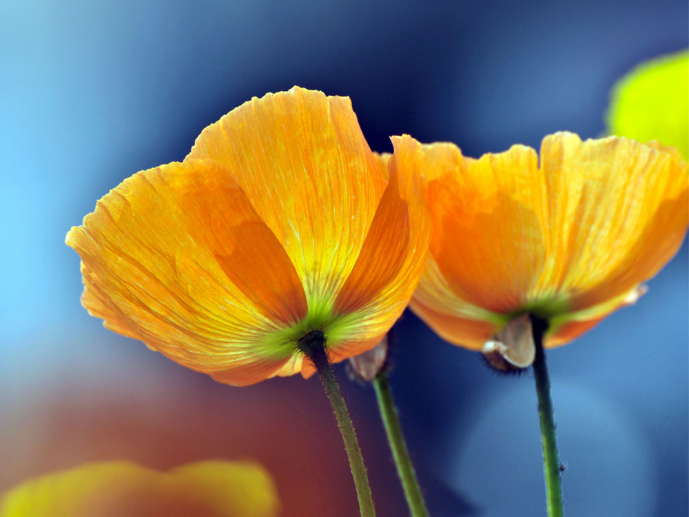 tulips-services