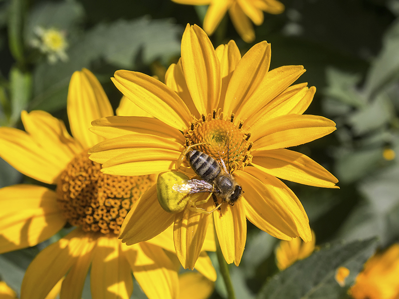 Now You See Them, Now You Don’t: How Insects Hide from their Prey