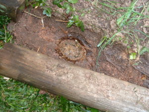 yellowjacket nest 001